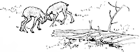 caribou_20999_sm.gif