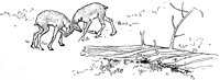caribou_20999_lg.gif