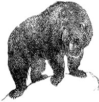 grizzly-bear_1_sm.gif