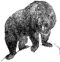grizzly-bear_1_md.gif