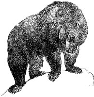 grizzly-bear_1_lg.gif