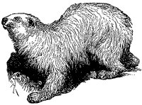 polar-bear_1_sm.gif