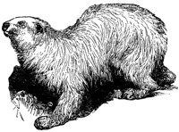 polar-bear_1_lg.gif