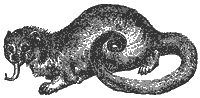 Kinkajou_1_sm.gif