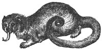 Kinkajou_1_lg.gif