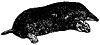 mole_1_th.gif
