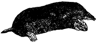 mole_1_sm.gif