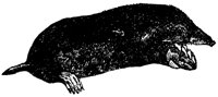 mole_1_lg.gif