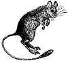 jerboa_1_th.gif