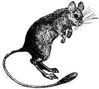 jerboa_1_lg.gif