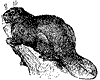beaver_1_th.gif