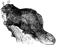 beaver_1_md.gif