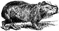 capybara_1_sm.gif