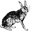 hare_1_th.gif