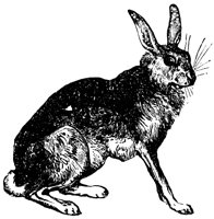 hare_1_lg.gif