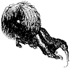 crested-anteater_1_th.gif