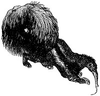 crested-anteater_1_sm.gif