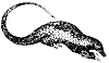 pangolin_1_th.gif