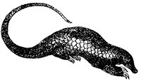 pangolin_1_sm.gif