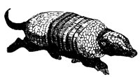 6_banded_armadillo_1_lg.gif