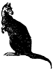 kangaroo_2_th.gif
