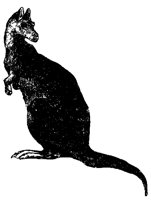 kangaroo_2_lg.gif