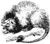 opossum_1_th.gif