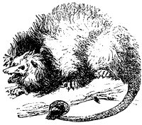 opossum_1_sm.gif