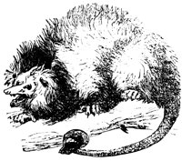 opossum_1_lg.gif