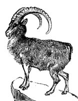 ibex_1_lg.gif