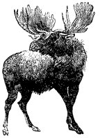 elk_1_sm.gif