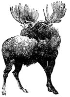 elk_1_lg.gif