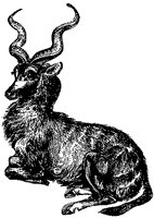 kudu_1_sm.gif