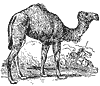 camel_2_th.gif