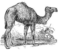 camel_2_sm.gif