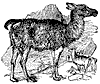 llama_1_th.gif