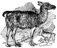 llama_1_sm.gif