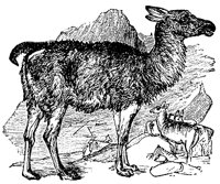llama_1_md.gif