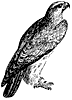 falcon_1_th.gif