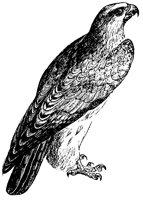 falcon_1_lg.gif