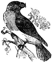 crossbill_2_lg.gif