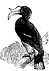 hornbill_1_th.gif