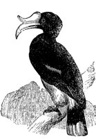 hornbill_1_md.gif