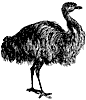 emu_1_th.gif