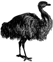 emu_1_lg.gif