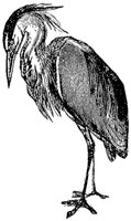 heron_1_md.gif