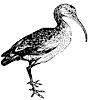 curlew_1_th.gif