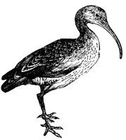 curlew_1_lg.gif