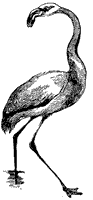 flamingo_1_sm.gif