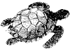 green-turtle_1_th.gif